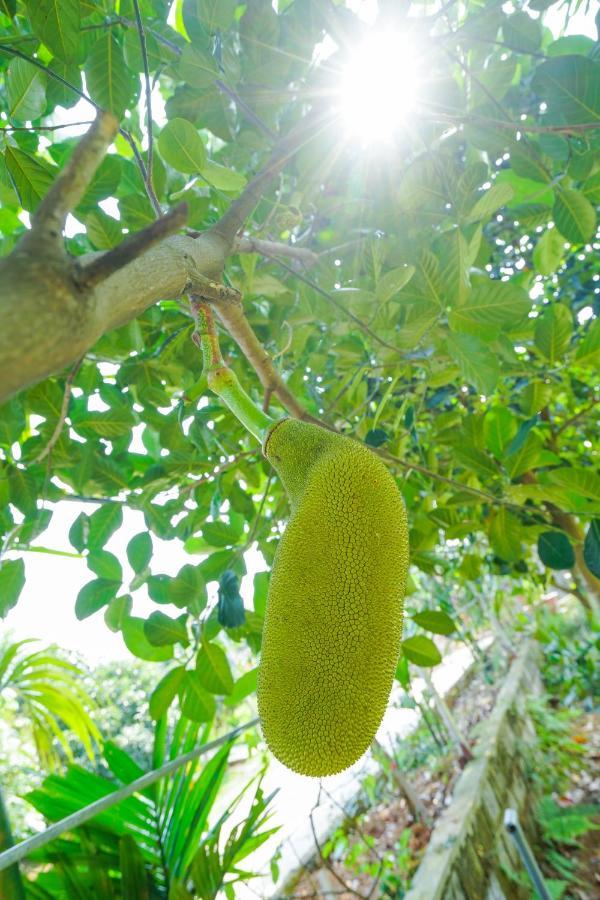 فندق Little Bee House Trai Vang المظهر الخارجي الصورة